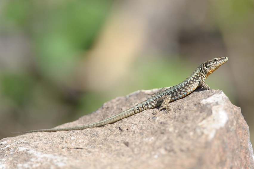 Lucertola dei muri, si o no?   S, Podarcis muralis