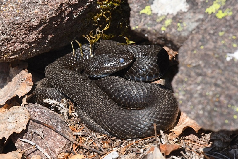 Vipera aspis e Colubro liscio