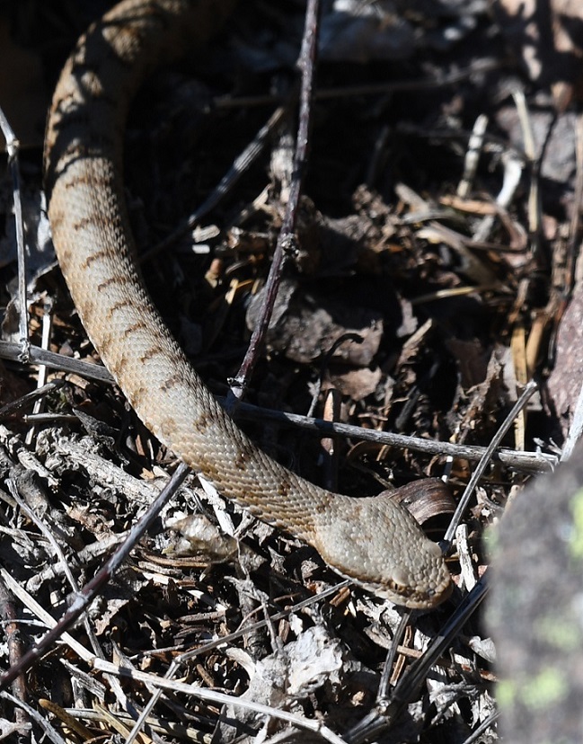 Vipera aspis e Colubro liscio