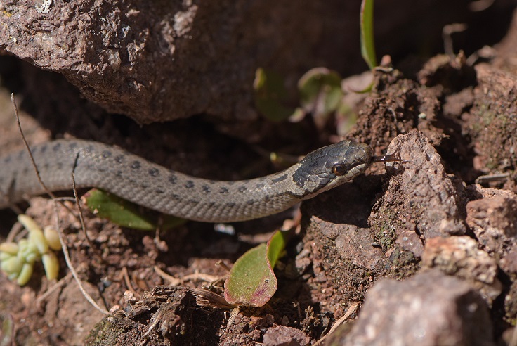 Vipera aspis e Colubro liscio