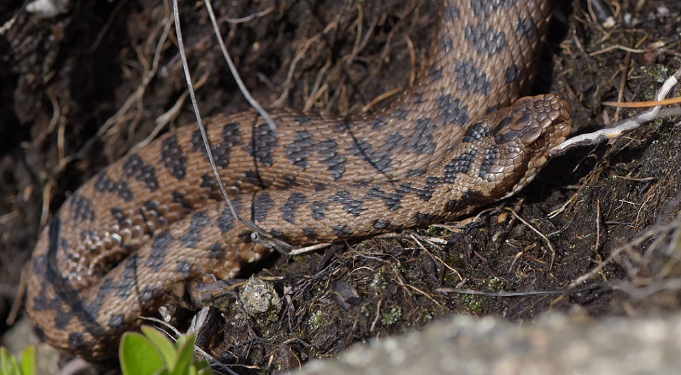 Vipera berus