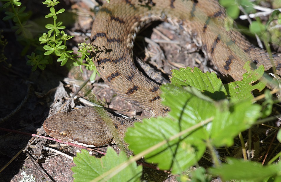 Vipera aspis e Colubro liscio