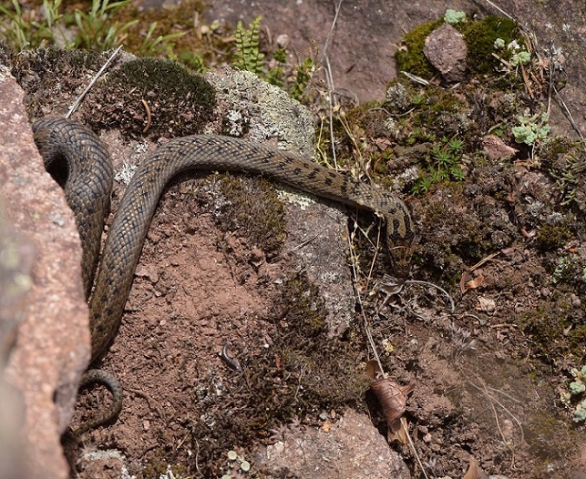 Vipera aspis e Colubro liscio