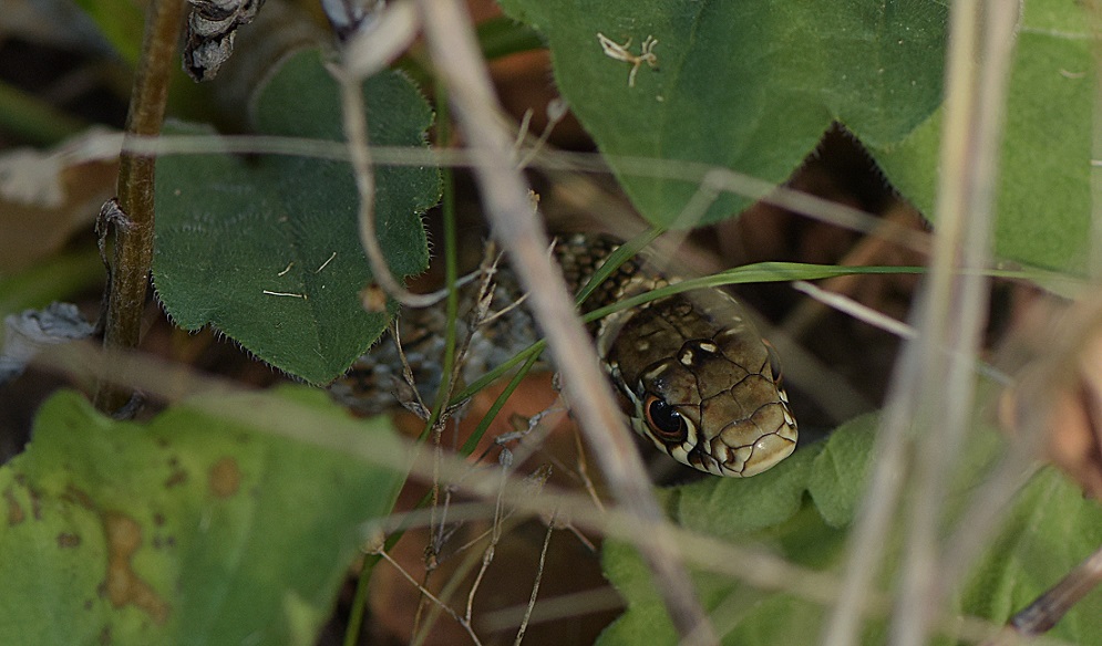 Coluber viridiflavus?  S,...ma  Hierophis viridiflavus !