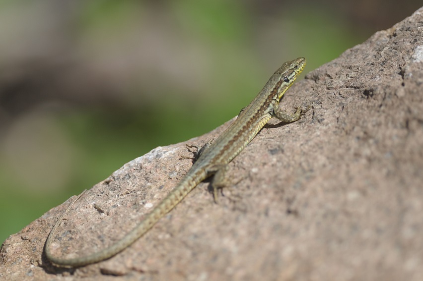 Lucertola dei muri, si o no?   S, Podarcis muralis