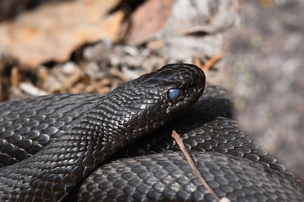 Vipera aspis e Colubro liscio