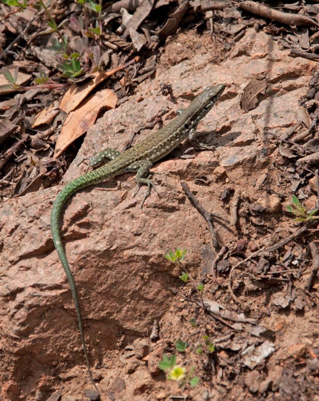 Podarcis tiliguerta?
