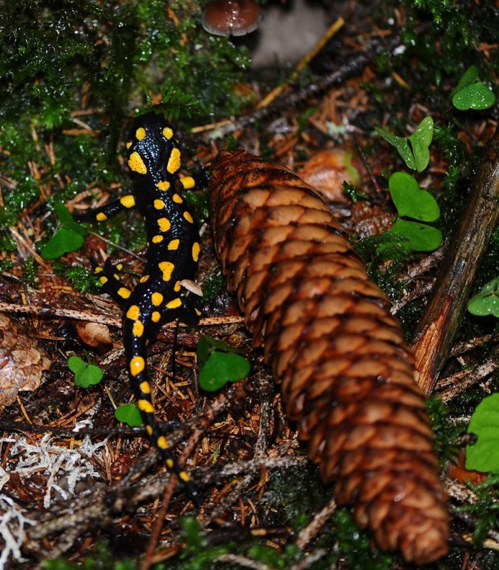 Salamandra salamandra
