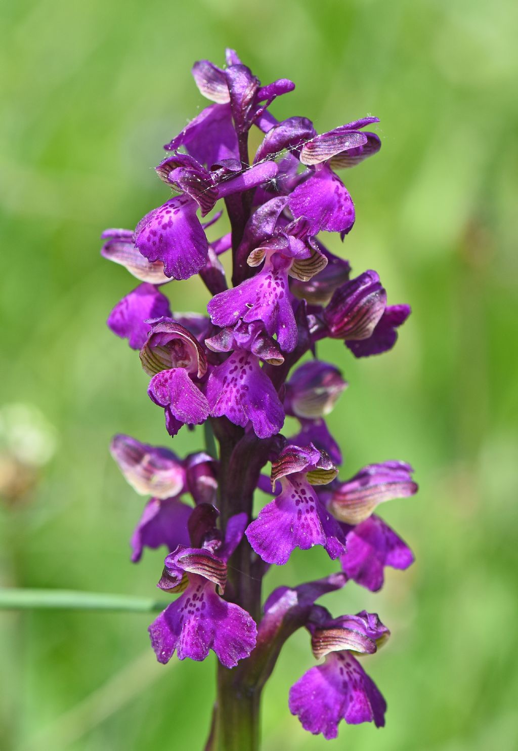 Anacamptis morio