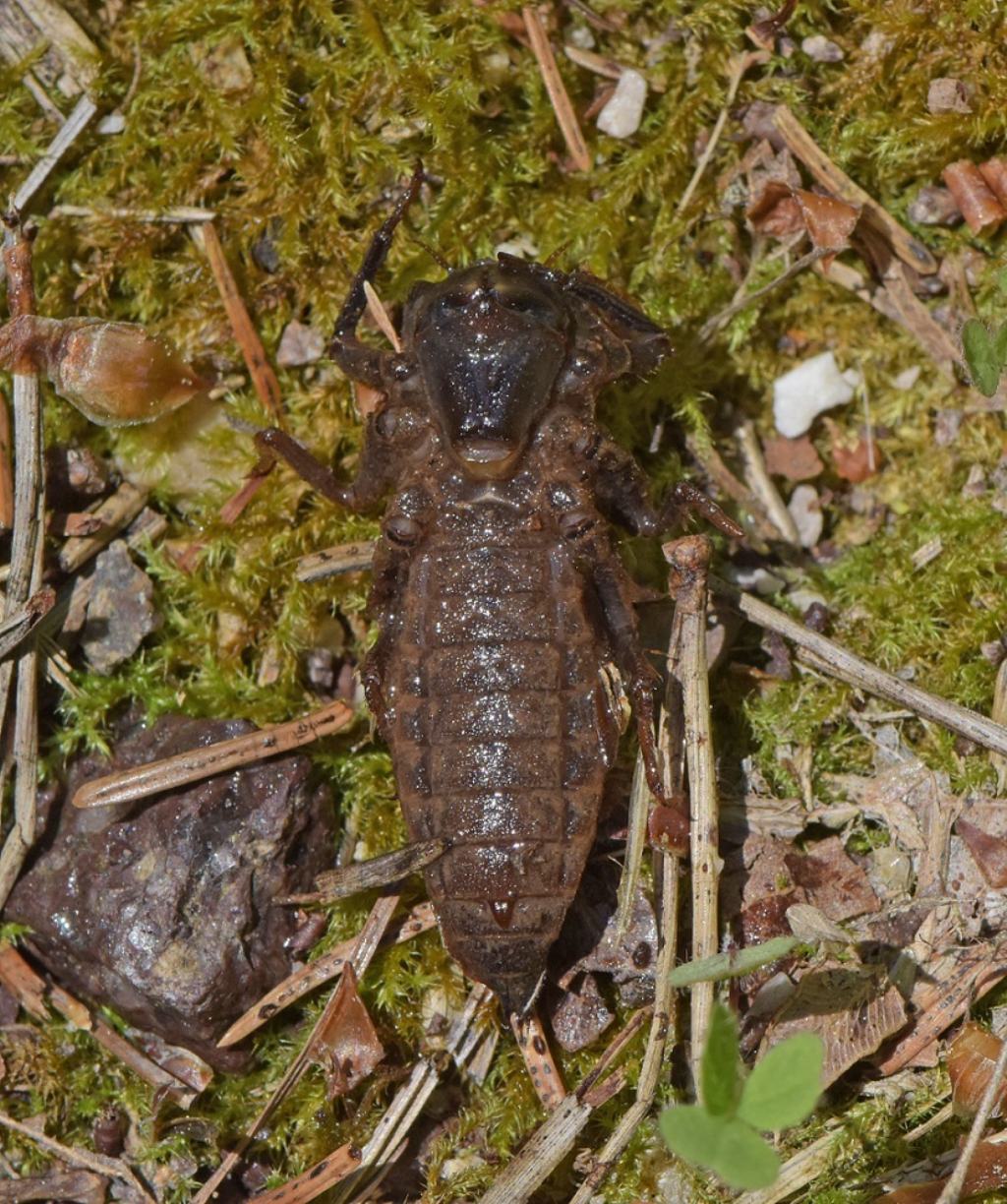 Identificazione: larva Cordulegaster sp.