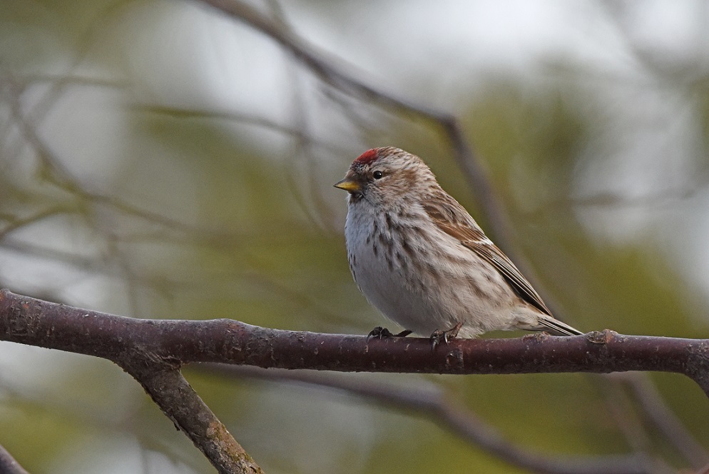 Organetto artico e no (Carduelis flammea e C. hornemanni)