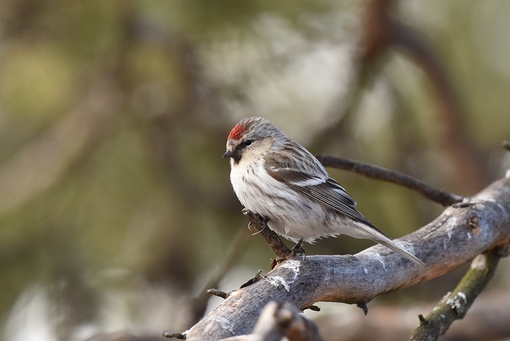 Organetto artico e no (Carduelis flammea e C. hornemanni)