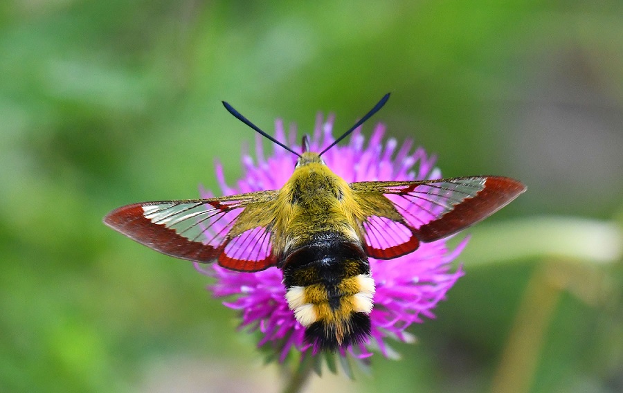 Lepidottero - Hemaris fuciformis, Sphingidae