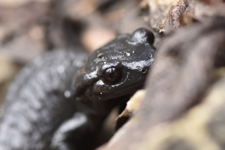 Salamandra alpina