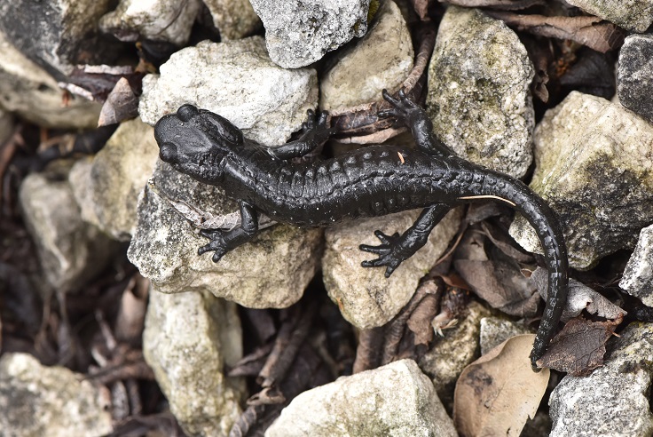 Salamandra alpina