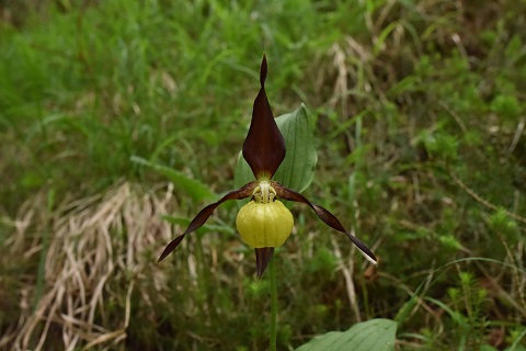 Cypripedium calceolus