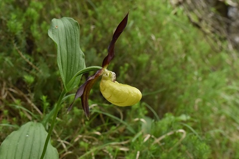 Cypripedium calceolus