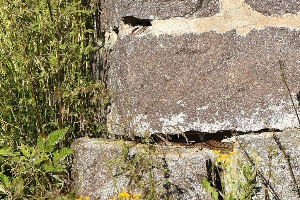 Vipera berus- Lucertola vivipara