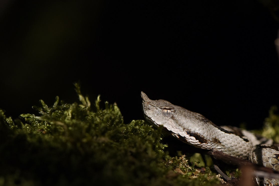 Vipera dal corno