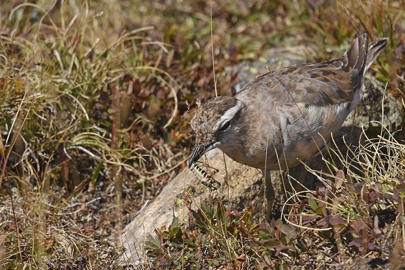 Piviere tortolino (Charadrius morinellus)