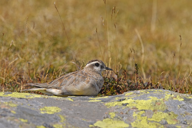 Piviere tortolino (Charadrius morinellus)