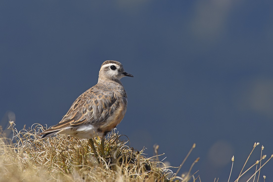 Piviere tortolino (Charadrius morinellus)