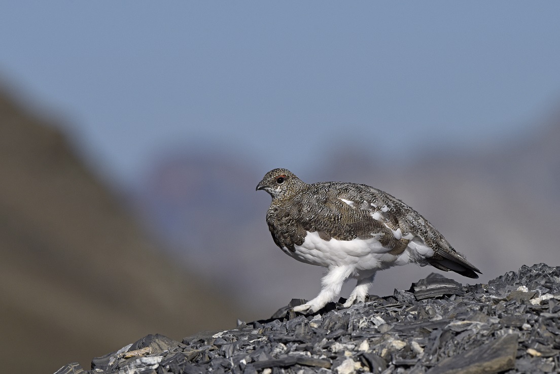 Pernice bianca (Lagopus mutus)