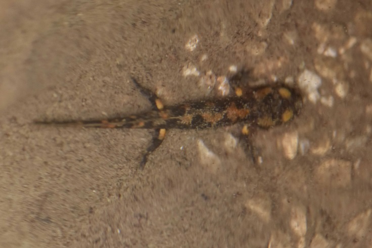 Salamandra salamandra