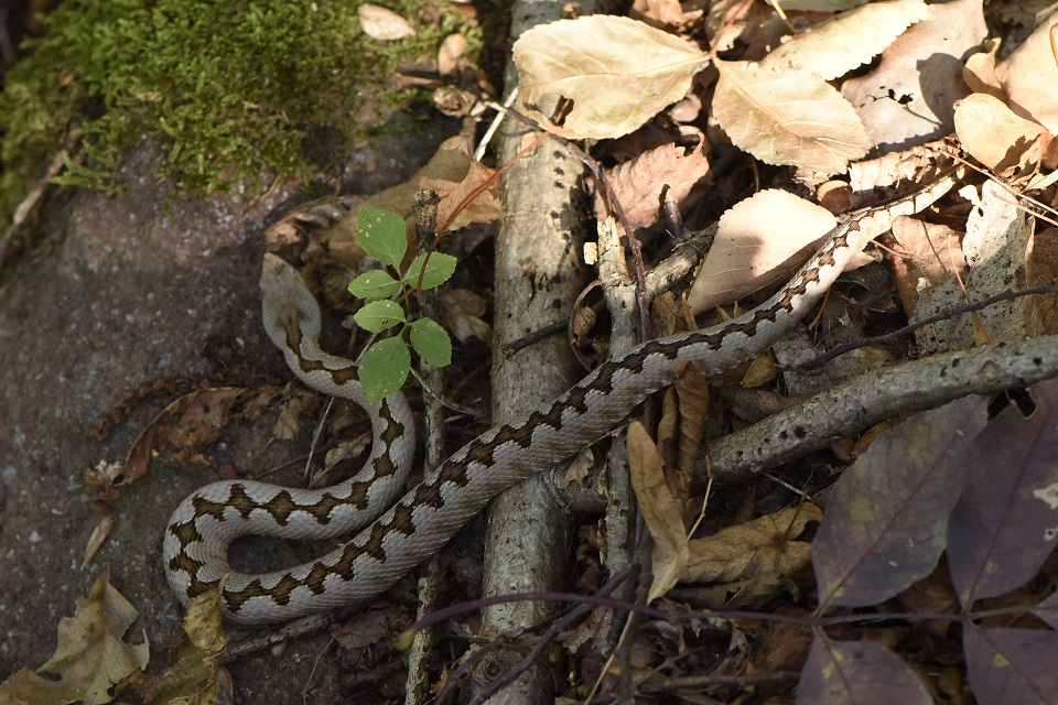 Vipera dal corno (Vipera ammodytes)