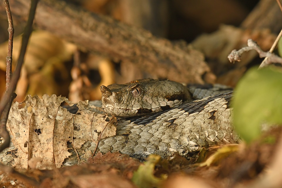 Vipera dal corno (Vipera ammodytes)