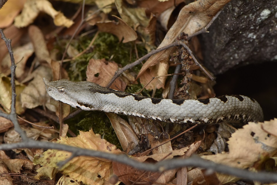 Vipera dal corno (Vipera ammodytes)