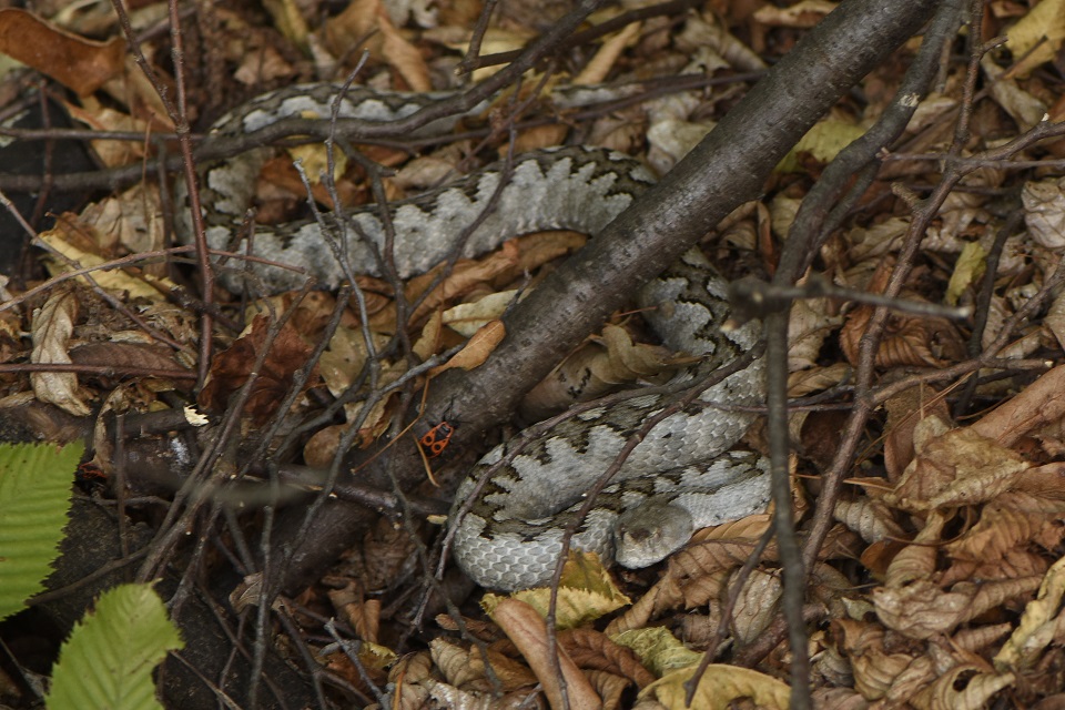 Vipera dal corno (Vipera ammodytes)