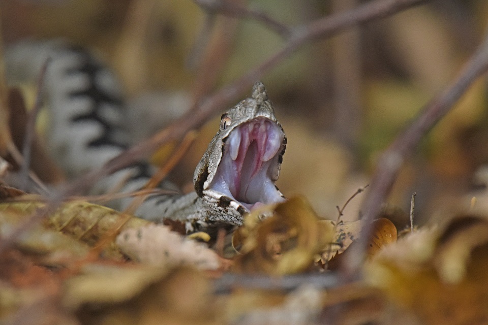 Vipera dal corno (Vipera ammodytes)