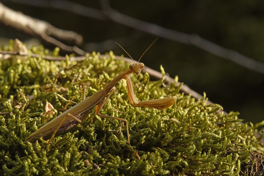 Mantide religiosa