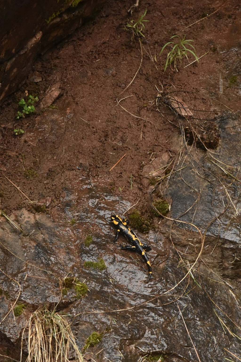 Salamandra pezzata