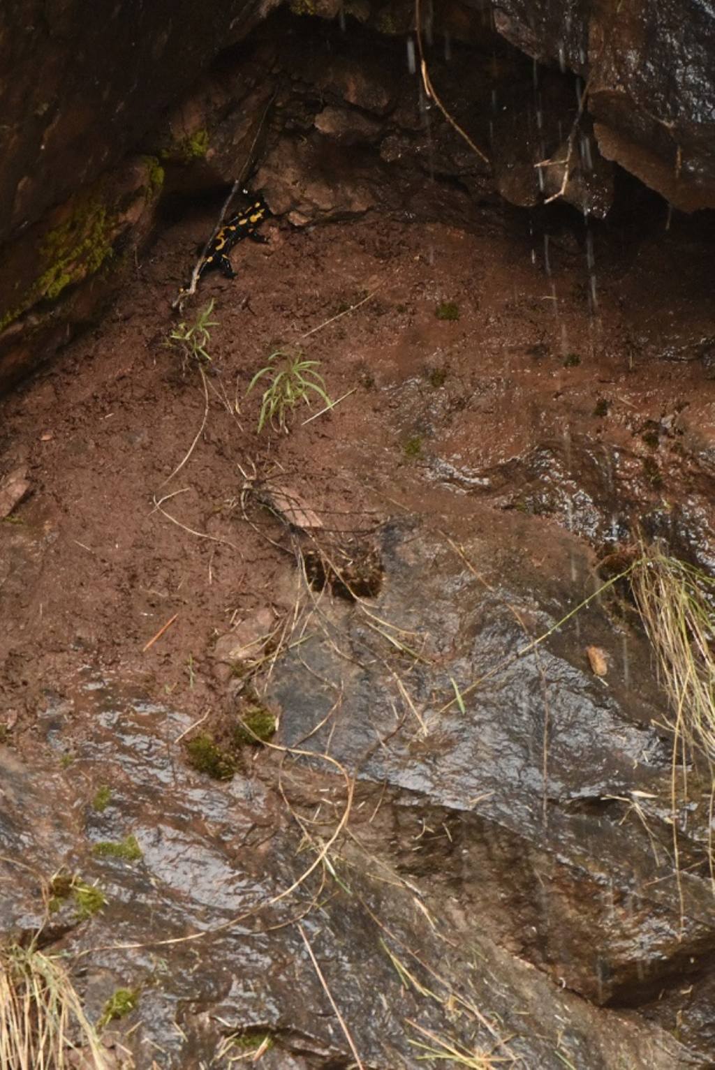 Salamandra pezzata