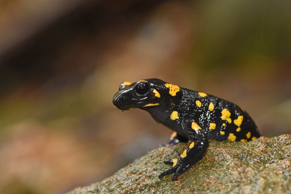 Salamandra pezzata