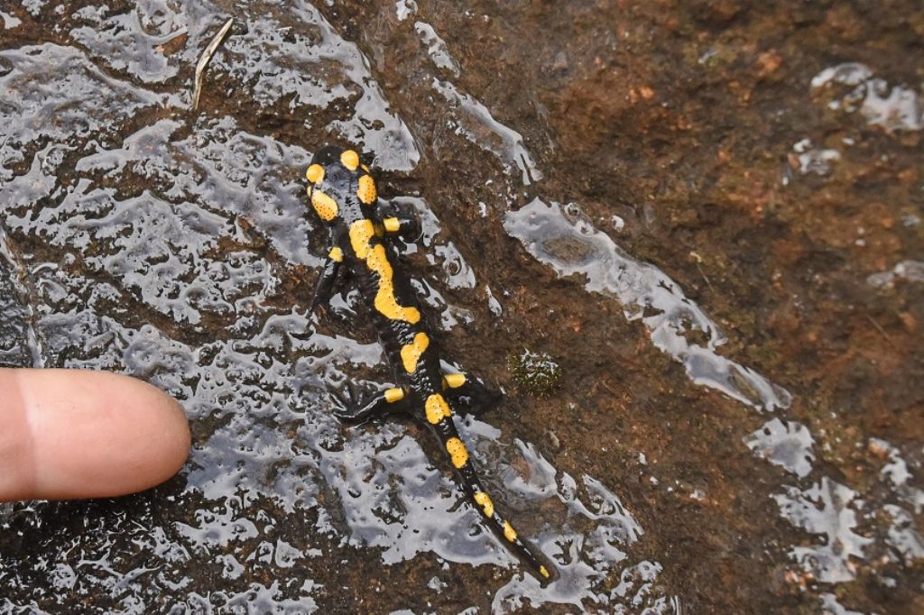 Salamandra pezzata