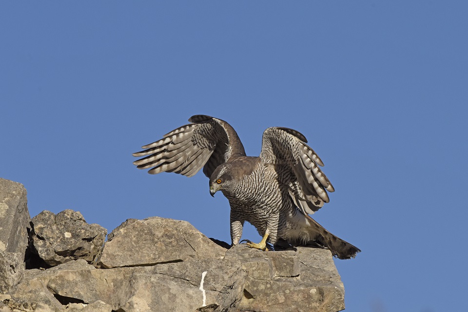 Astore (Accipiter gentilis), femmina