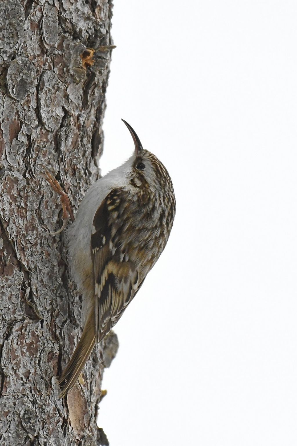 Rampichino si....ma quale??  Rampichino comune (Certhia brachydactyla)