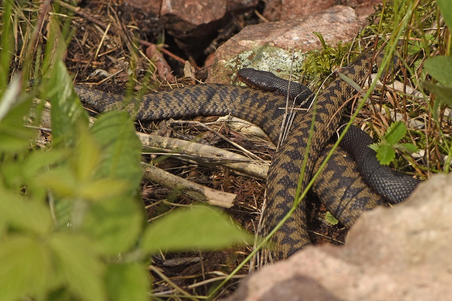 Vipera berus: tre esemplari