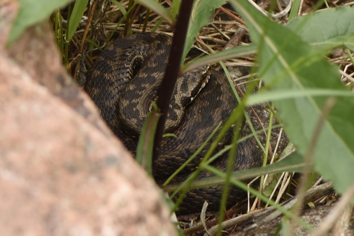 Vipera berus: tre esemplari