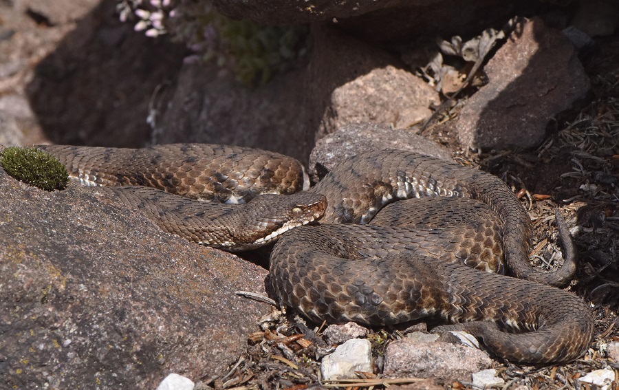 Vipera si, ma quale?    Vipera aspis, femmine