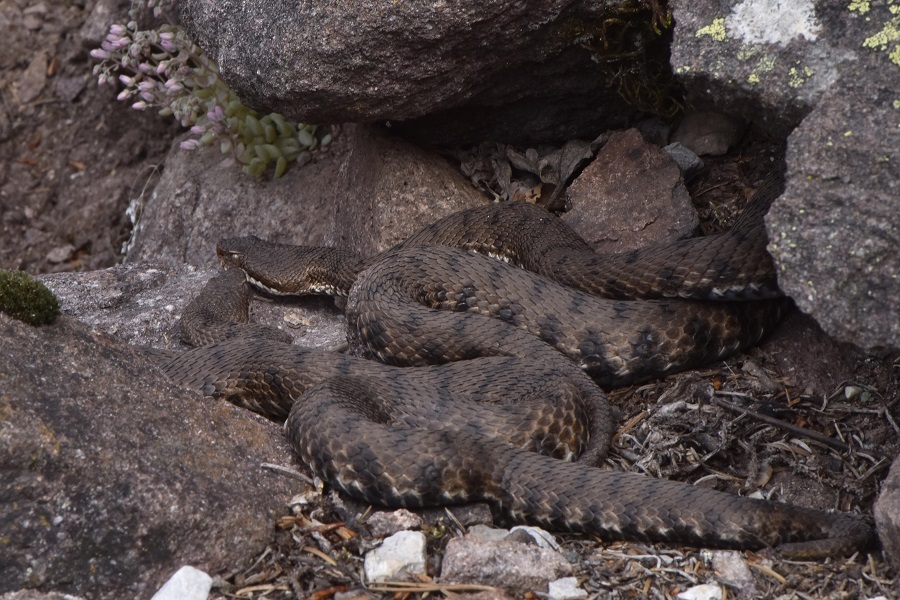 Vipera si, ma quale?    Vipera aspis, femmine