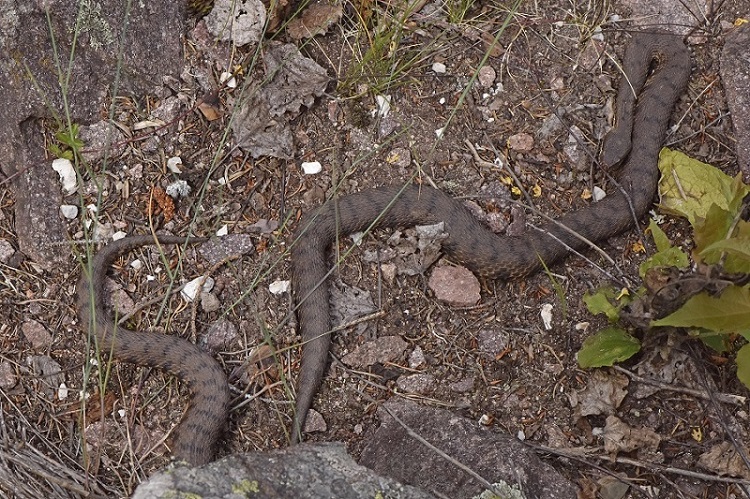 Vipera si, ma quale?    Vipera aspis, femmine