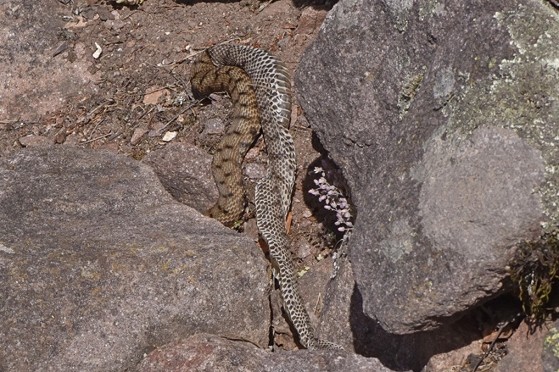 Vipera si, ma quale?    Vipera aspis, femmine