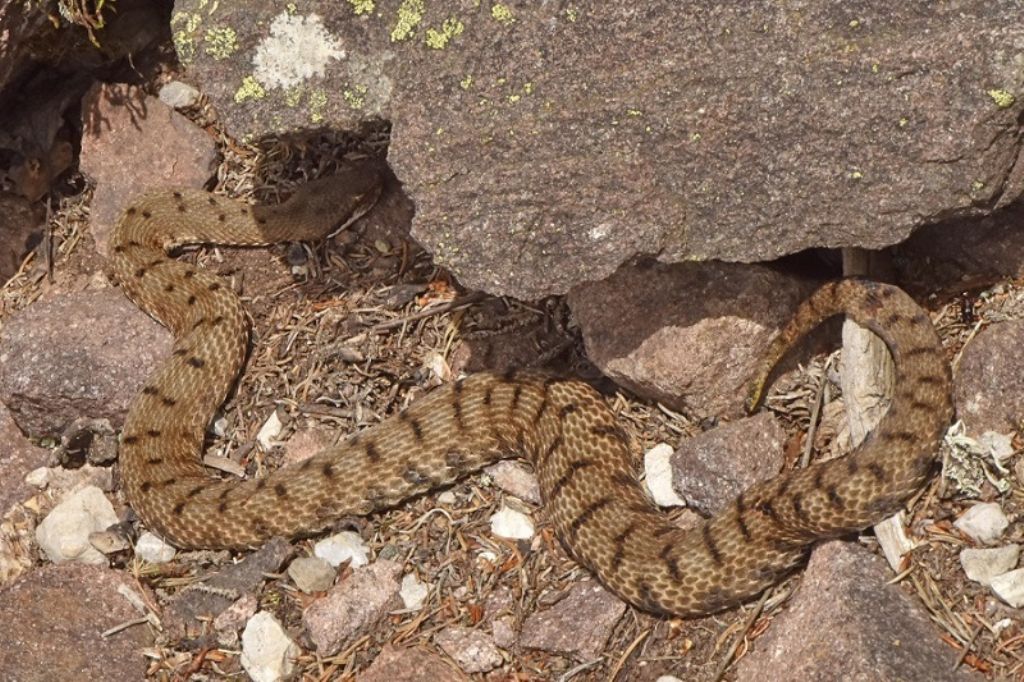 Vipera si, ma quale?    Vipera aspis, femmine