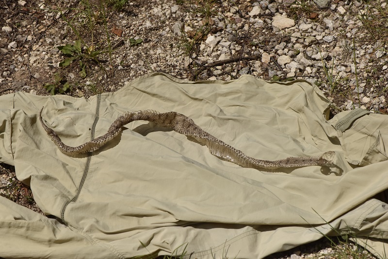 Vipera si, ma quale?    Vipera aspis, femmine