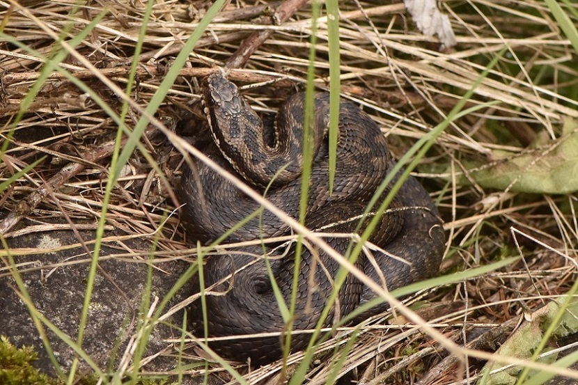 Vipera berus