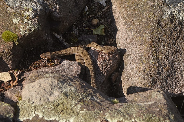 Vipera si, ma quale?    Vipera aspis, femmine